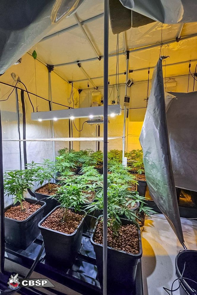 Akcja CBŚP w dwóch województwach. Zdjęcia z działań służb