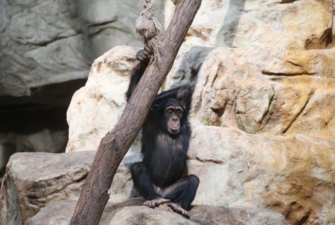 Czwarte urodziny szympansa Frodo