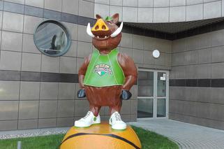 Dzik Wsadzik - maskotka koszykarzy Stelmetu BC Zielona Góra