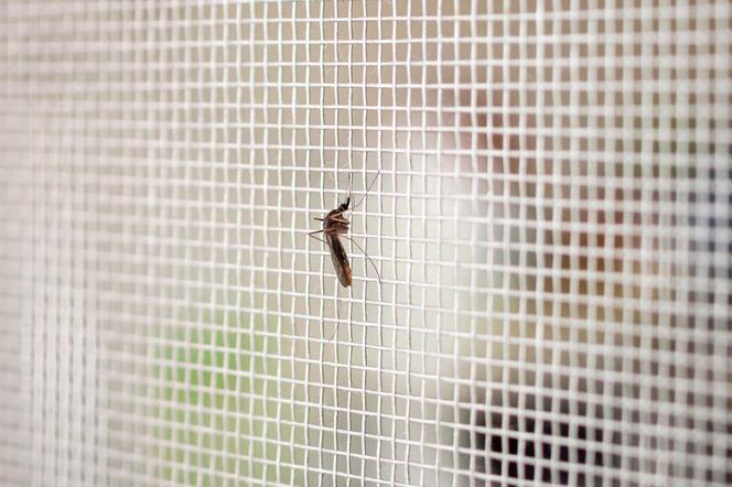 Chroń się przed komarami. Rodzaje moskitier na drzwi balkonowe