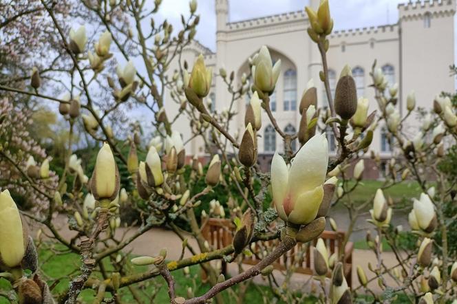 Magnolia zakwitła szybciej niż zwykle! Przyrodnicy wskazują jeden powód