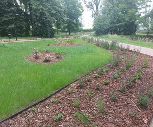 Park im. Szafera w Rzeszowie 