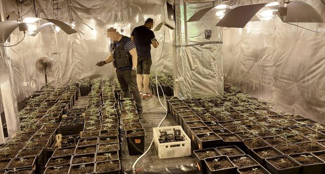 Ogromna plantacja marihuany zlikwidowana