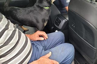 Pies na medal! Pan Ryszard czekał na ratunek w lesie, a Maksio wrócił z policją!