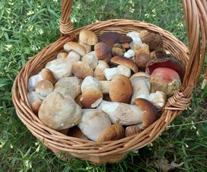 Wysyp grzybów w woj. świętokrzyskim. „Rosną jak na drożdżach”