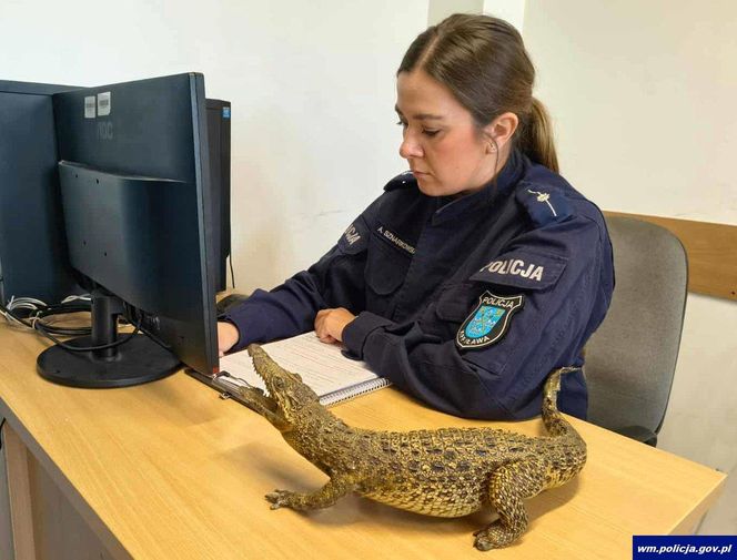 Mieszkanka Iławy chciała sprzedać aligatora, może trafić do więzienia