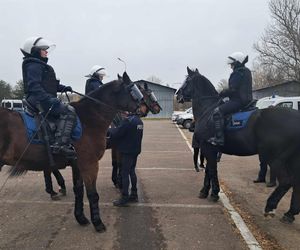 Atestacja koni służących w łódzkiej policji i straży miejskiej