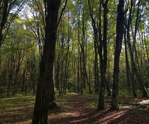 Las Zwierzyniecki w jesiennej odsłonie. Leśna dżungla w sercu Białegostoku [ZDJĘCIA]