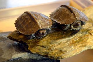 Małe żółwiki z wrocławskiego zoo
