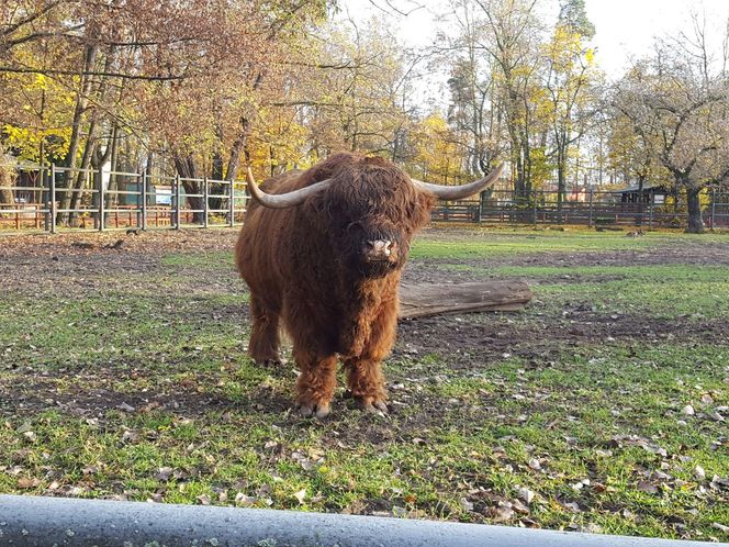 ​Statek dla dzieci w Parku Tysiąclecia w Lesznie odzyska dawny blask. Wymienią stare elementy placu zabaw, dołożą nowe