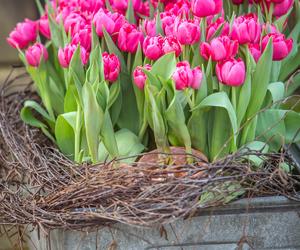 Tulipany w doniczce już kwiatną