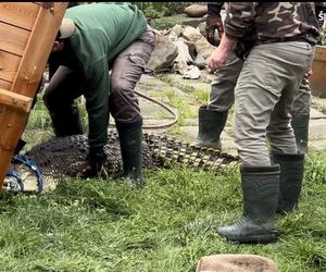 Sosnowiec. Na posesji w dzielnicy Pogoń trzymał dwa krokodyle. Jeden nie żyje