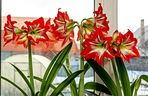 Hippeastrum