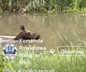Łoś pływał w rzece i spacerował po Ełku! 