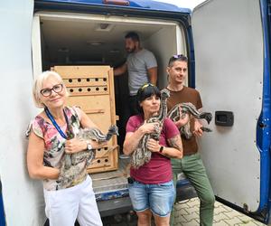 Pisklęta emu zamieszkają w poznańskim ZOO 