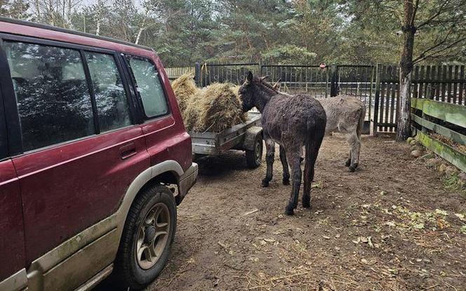 Fundacja Inter Pares prosi o pomoc. Brakuje siana dla koni