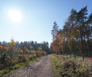 Gichta huty „Waleska” w Palowicach