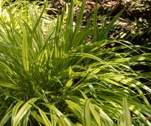 Hakonechloa macra