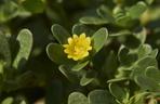 Portulaka pospolita
