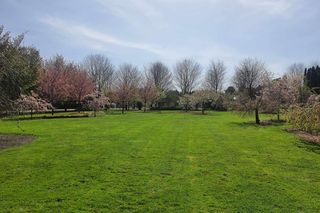 Kwitnące wiśnie i magnolie w Ogrodzie Botanicznym w Powsinie