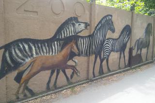 Malarz sam odnawia mural na ogrodzeniu wrocławskiego zoo