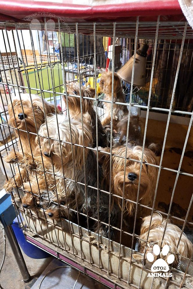 Nie żyje właścicielka pseudo hodowli w Bydgoszczy! 85 psów żyło w strasznych warunkach