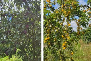 Śliwkowy sad pod Bydgoszczą. Drzewa uginają się pod ciężarem owoców, można rwać i brać za pół ceny!