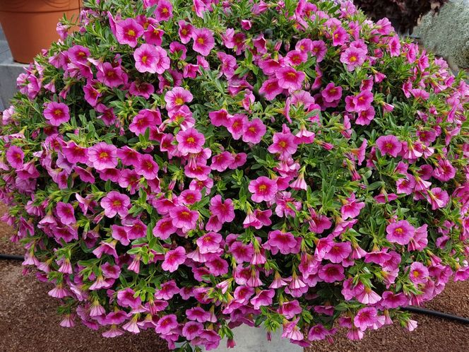 Calibrachoa