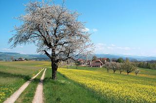 Słońce świeci nad nami! Czekają nas bardzo ciepłe dni! Ale lepiej zostać w domu! [PROGNOZA]