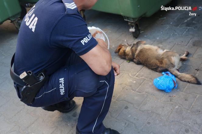 Ciało psa znaleziono w kontenerze na odzież używaną