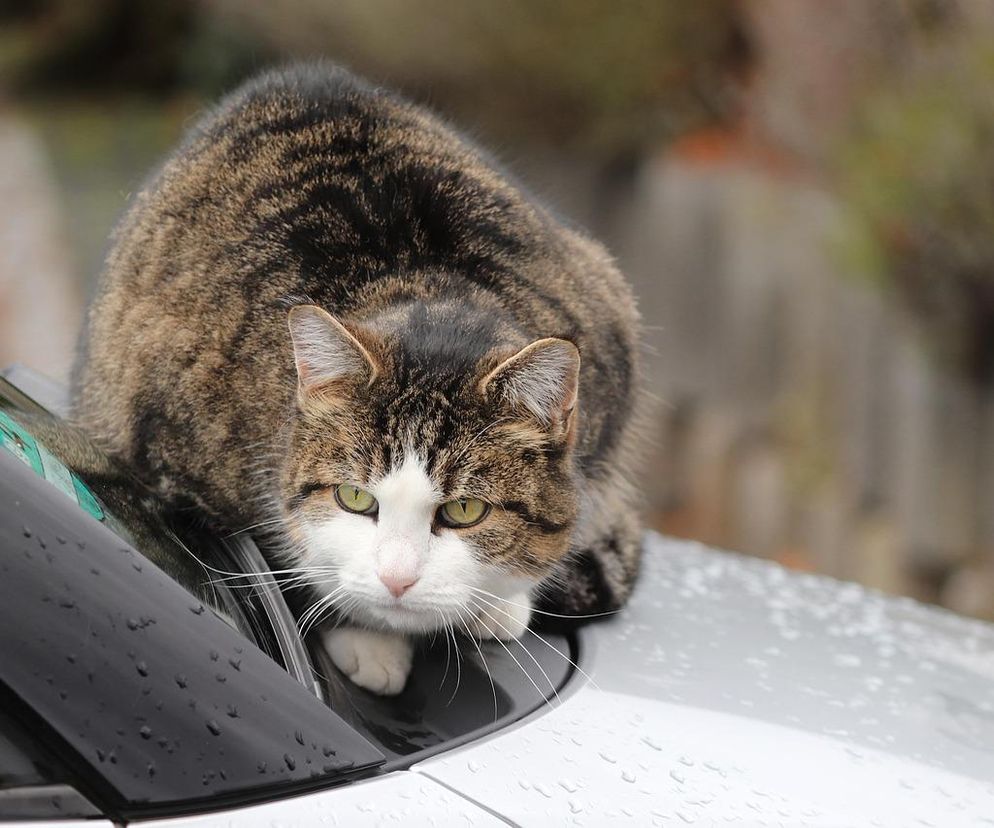 Kot na samochodzie