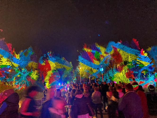 Light Move Festival 2025
