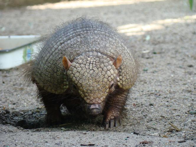 Tak wyglądają zwierzęta mieszkające w śląskim ZOO