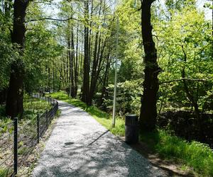 Tak wygląda park w dolinie Ślepiotki w Katowicach