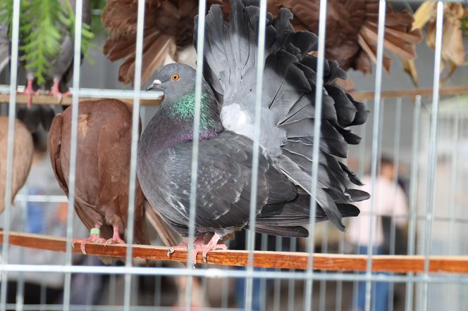 ZooPark ponownie przyciągnął do Targów Lublin tłumy miłośników zwierząt