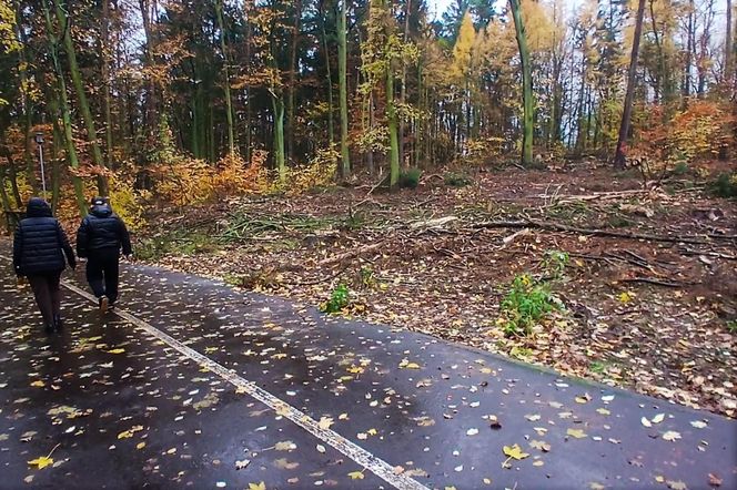 Wielka wycinka w Lesie Arkońskim