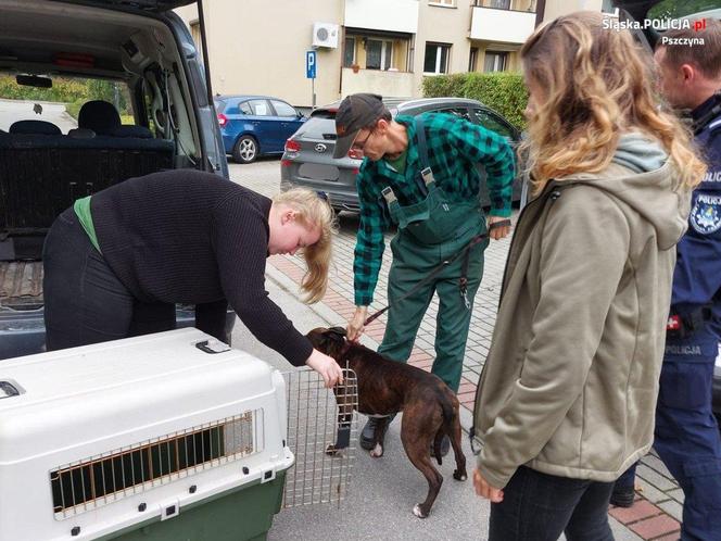 Agresywny pies na placu zabaw schwytany przez pszczyńską policję