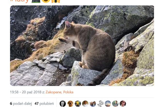 Kot w Tatrach