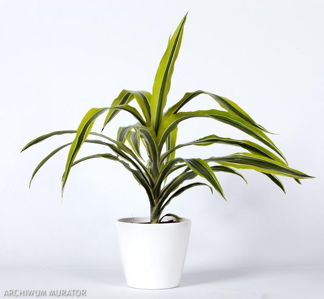 Dracena