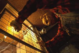 Puchatek: Krew i miód