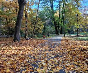 Jesienią wielu siedlczan chętnie spaceruje po parku Aleksandria