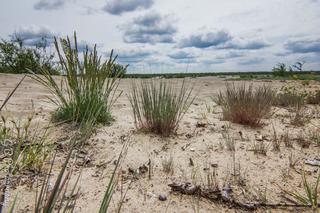 Pustynia Błędowska