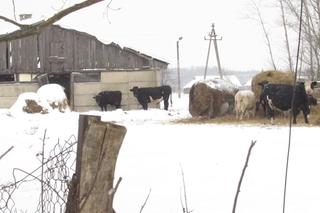 Stado krów w lubelskiej wsi stoi pod gołym niebem. Tyle lat tak żyły i nic im nie było
