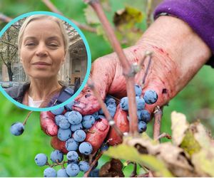 Foremniak zajada jagody prosto z krzaka. Lasy Państwowe: To grozi niebezpieczną chorobą