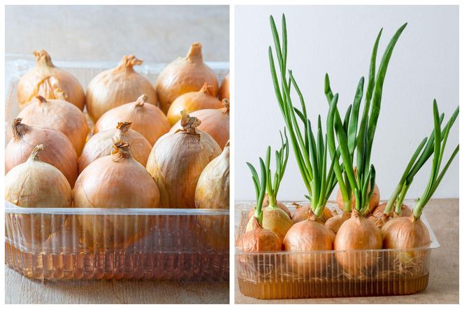 Pędzenie cebuli na szczypior
