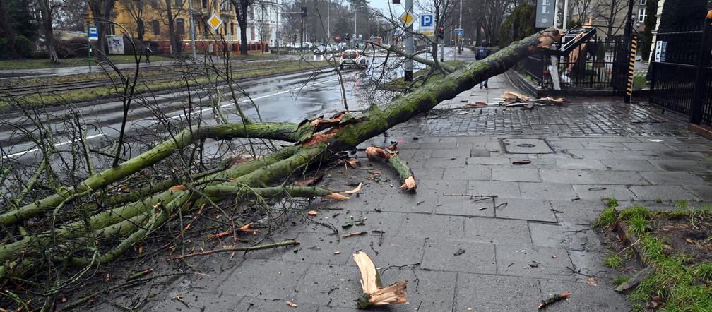 Połamane drzewa w Szczecinie