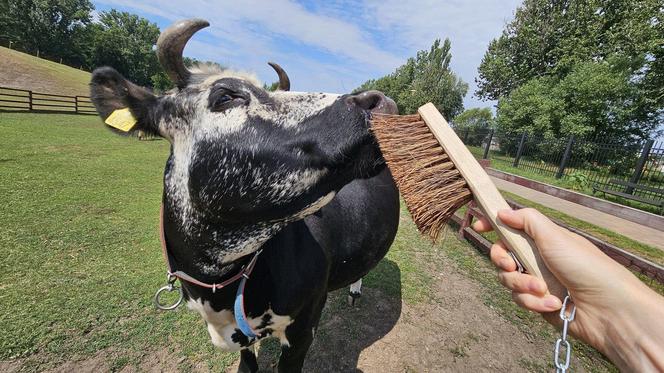 Zamiast dokarmiać, czochrają zwierzęta. Nowa atrakcja w lubińskim zoo