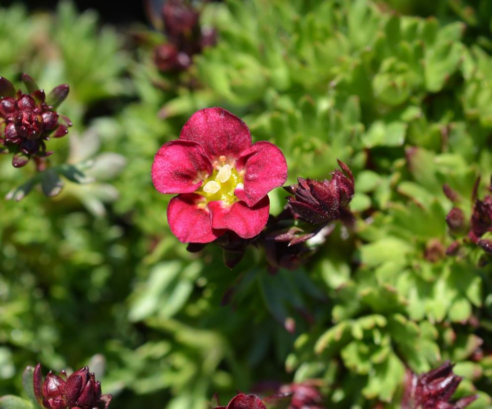 Skalnica ‘Peter Pan’ 