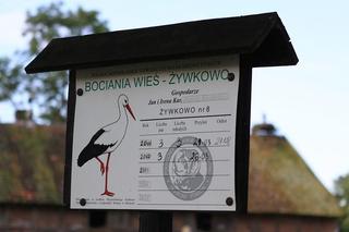 To tu znajduje się bociania stolica Polski. Niezwykła wieś na Warmii [ZDJĘCIA]