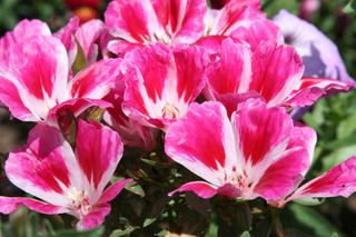 Godecja wielkokwiatowa - Godetia grandiflora